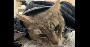 Arthur - gato que salvó a una niña