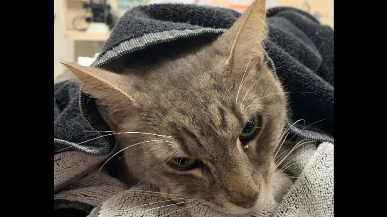 Arthur - gato que salvó a una niña