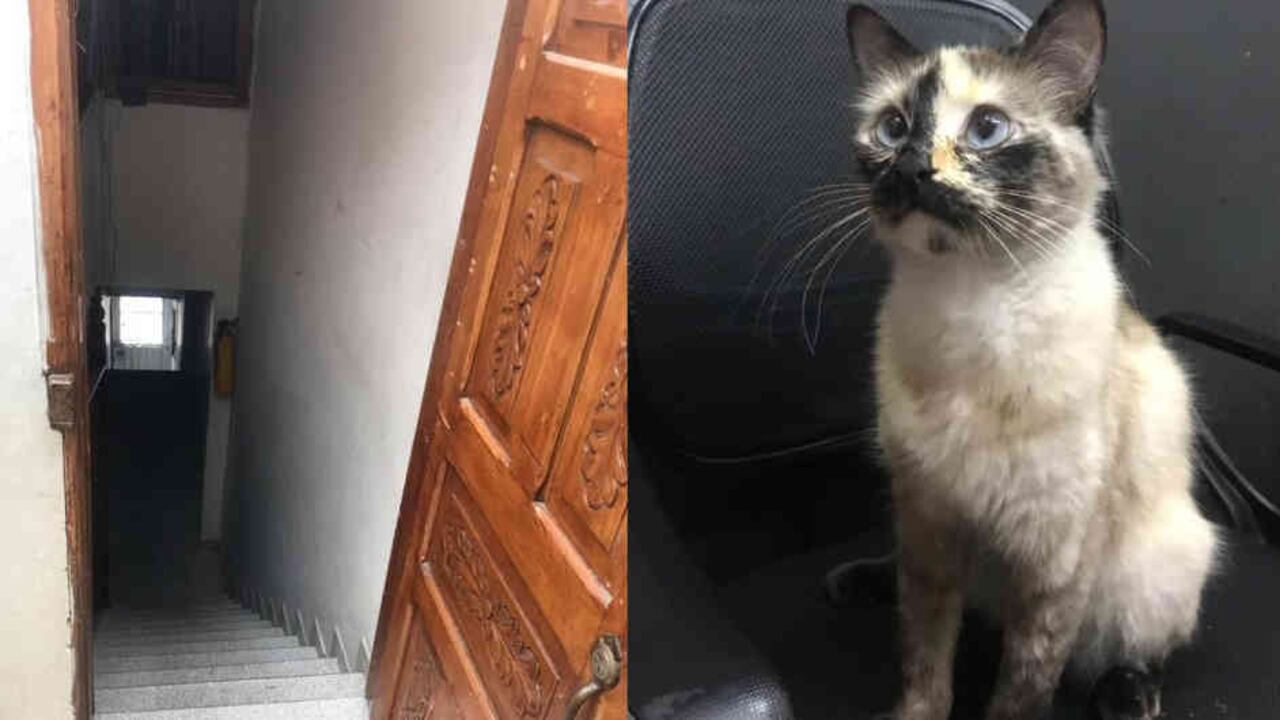 Gatúbela salta sobre el bebé y trata de abrazarlo para intentar detenerlo, no se mueve hasta que logra su objetivo, que Samuel retroceda.