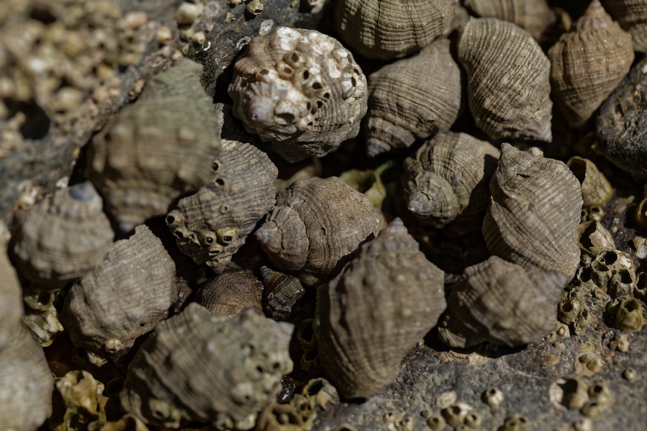 Feng Shui es una práctica que busca crear un ambiente armonioso y equilibrado.