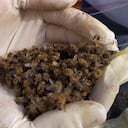 El fipronil fue prohibido en 2013 por la Unión Europea (UE), que también decidió no renovar las licencias para su empleo en otras plantaciones. Foto: Archivo particular.