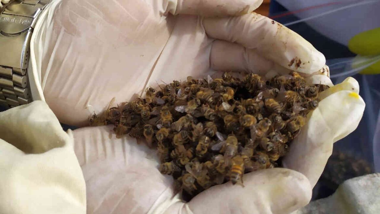 El fipronil fue prohibido en 2013 por la Unión Europea (UE), que también decidió no renovar las licencias para su empleo en otras plantaciones. Foto: Archivo particular.