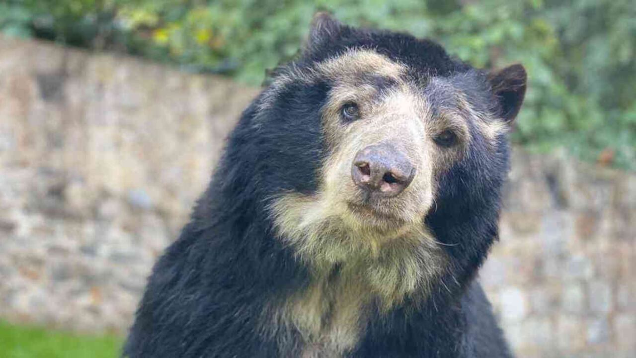 Este oso andino es el animal más viejo del zoológico Santa Cruz, en Cundinamarca. Foto: Zoológico Santa Cruz