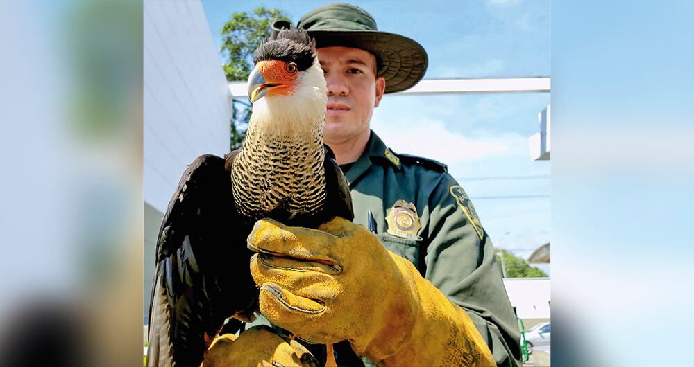El caracara (foto), el canario costeño, la guacamaya azul-amarilla y el loro real son las aves más traficadas en Colombia. 