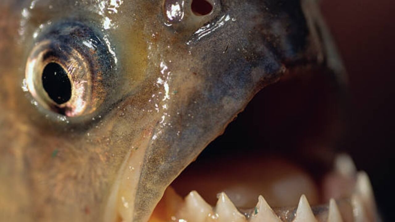 Imagen de referencia, no corresponde al caso citado anteriormente.