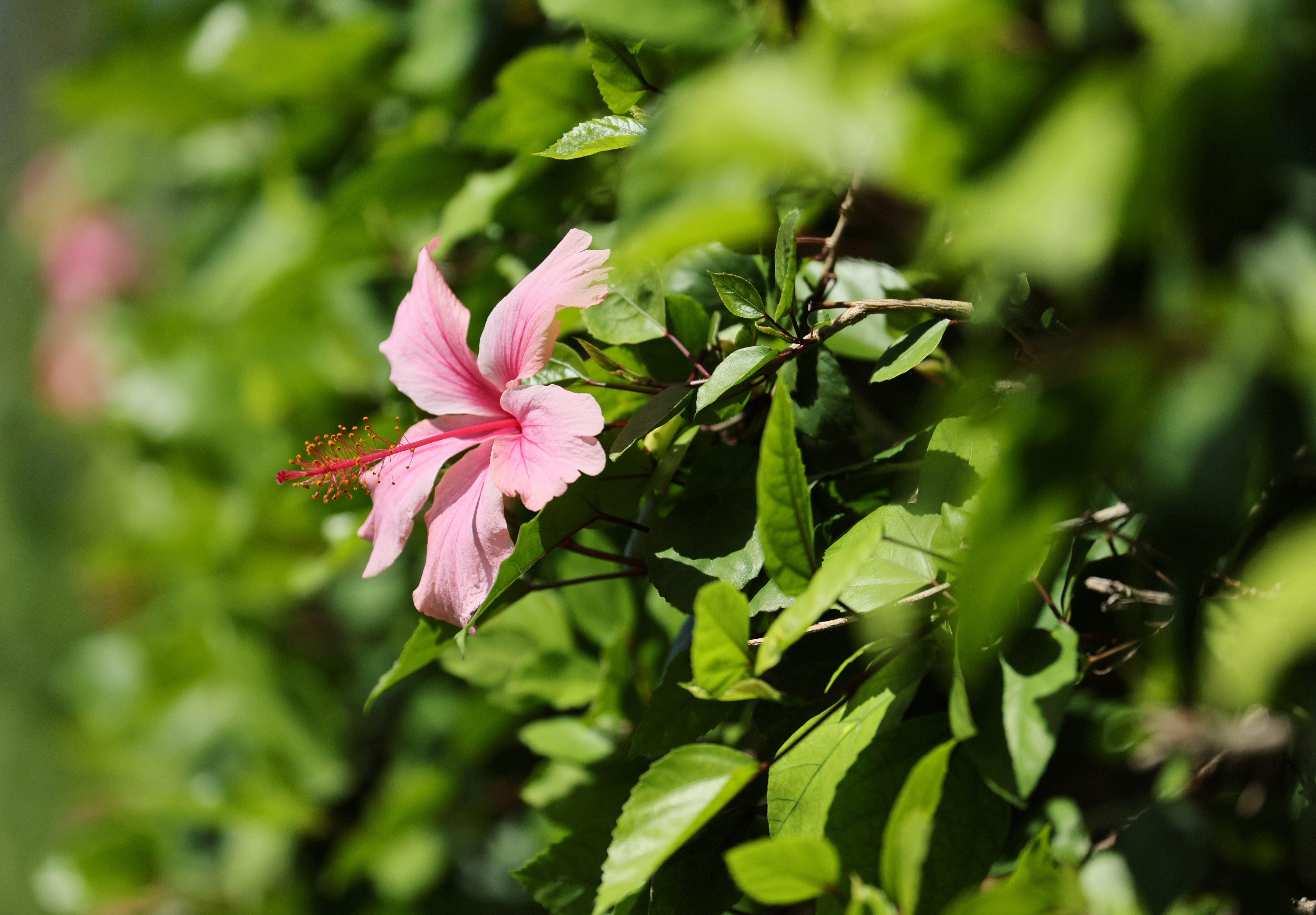 Una flor de hibisco se ve durante la tercera ronda del Sony Open en Hawaii en Waialae Country Club el 14 de enero de 2023 en Honolulu, Hawaii. (Foto de Andy Lyons/Getty Images)