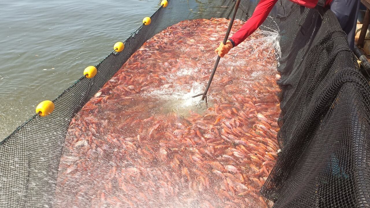 Segunda Feria Acuícola Internacional de Colombia.