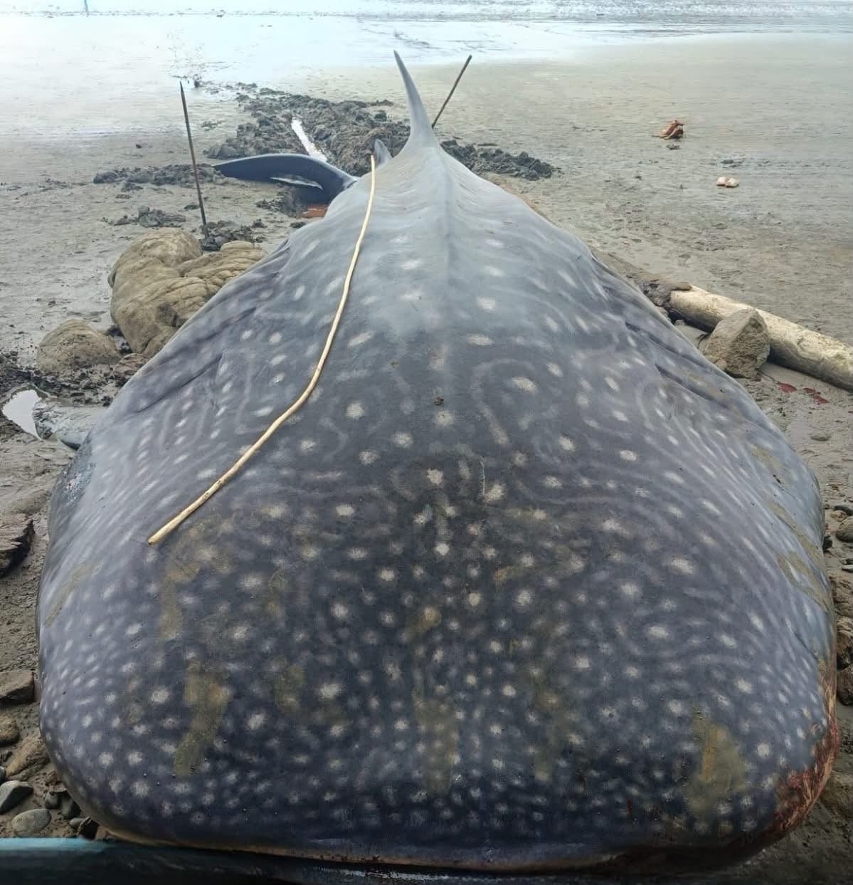 En Nabugá, corregimiento de Bahía Solano, Chocó, murió este tiburón ballena, especie de pez más grande del mundo.
