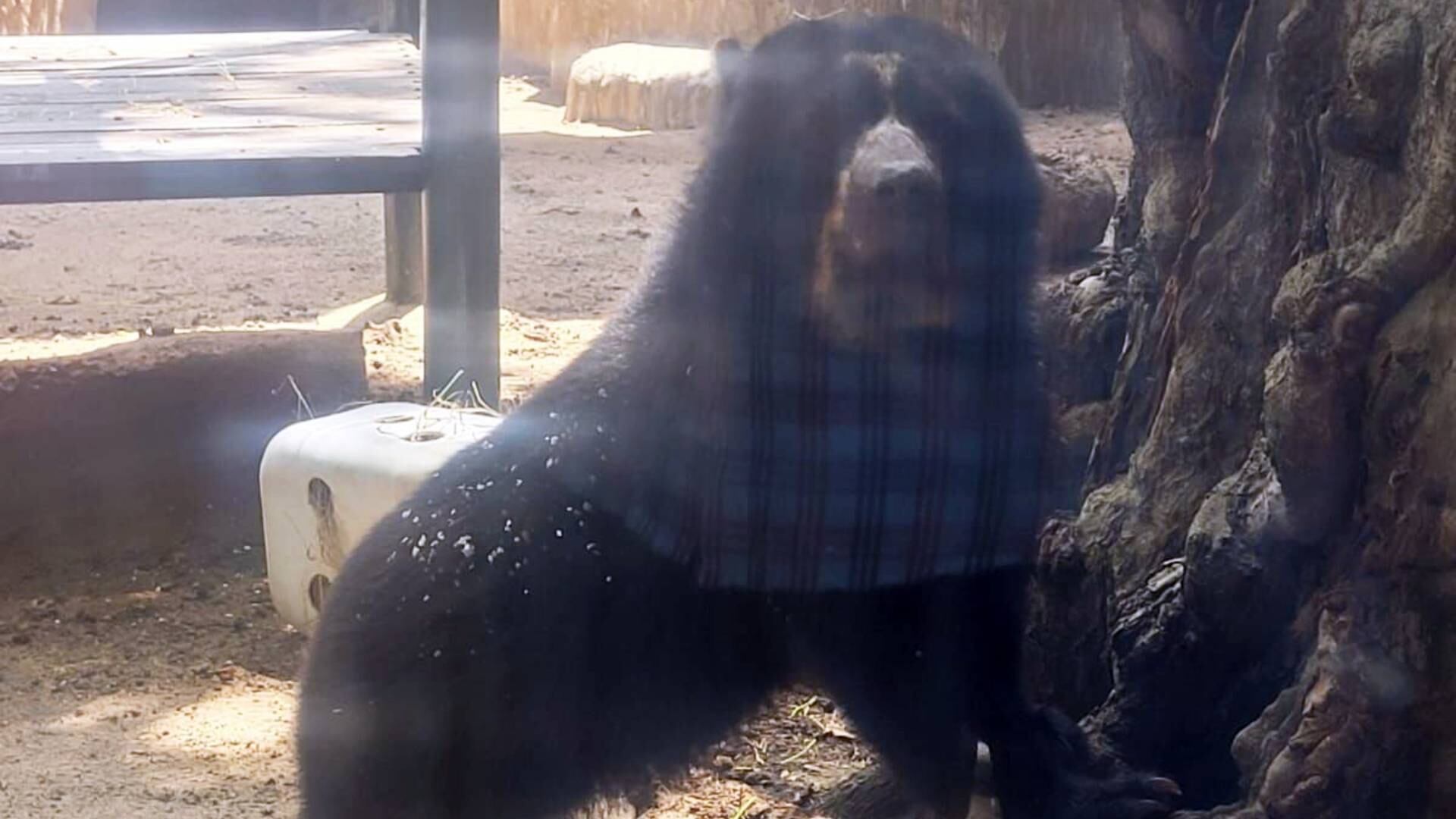 El oso juvenil fue rescatado por un grupo de mineros cuando se encontraba recién nacido.