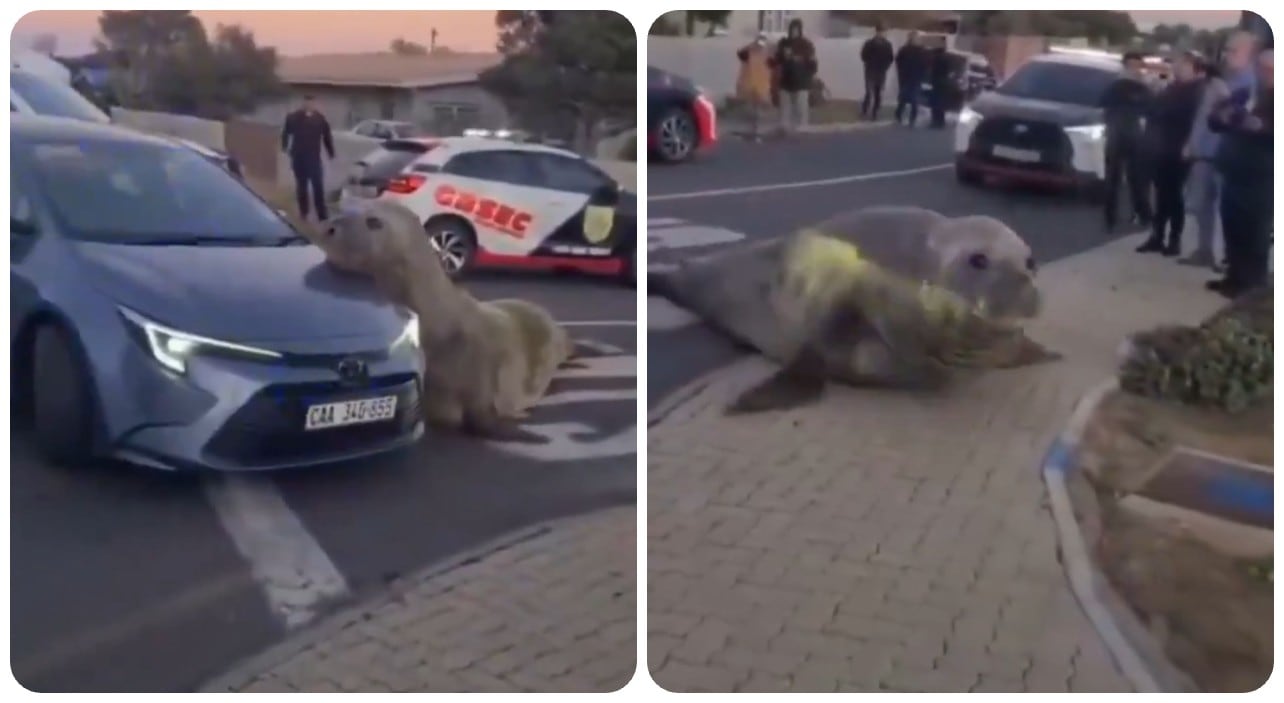 El ejemplar, un macho subadulto de casi dos toneladas, había recorrido casi un kilómetro desde la costa