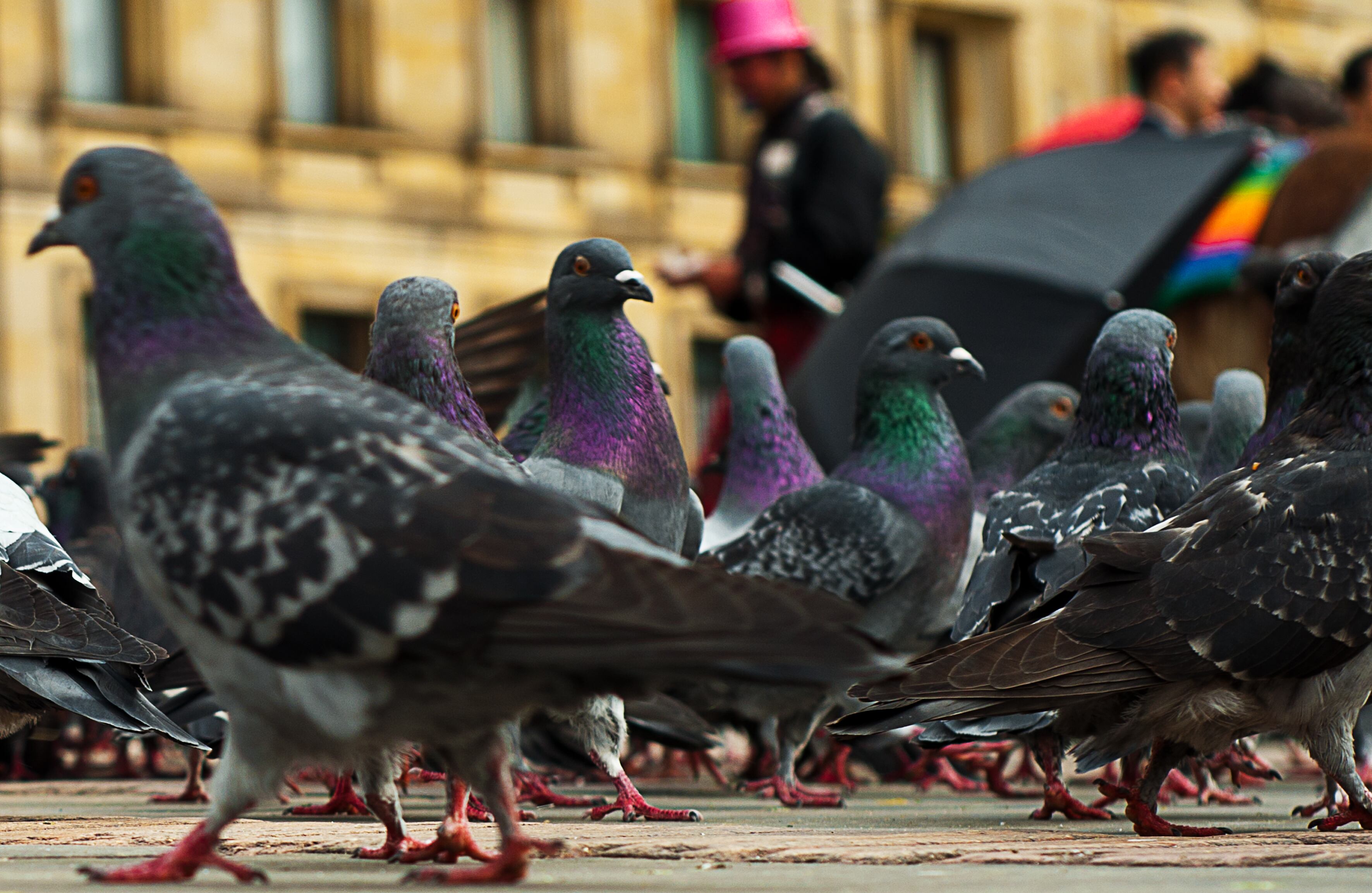 Existen varias razas de las palomas de plaza pero la más famosa y popular es la de color negro, gris, blanco y tonos tornasolados como la Columba livia.