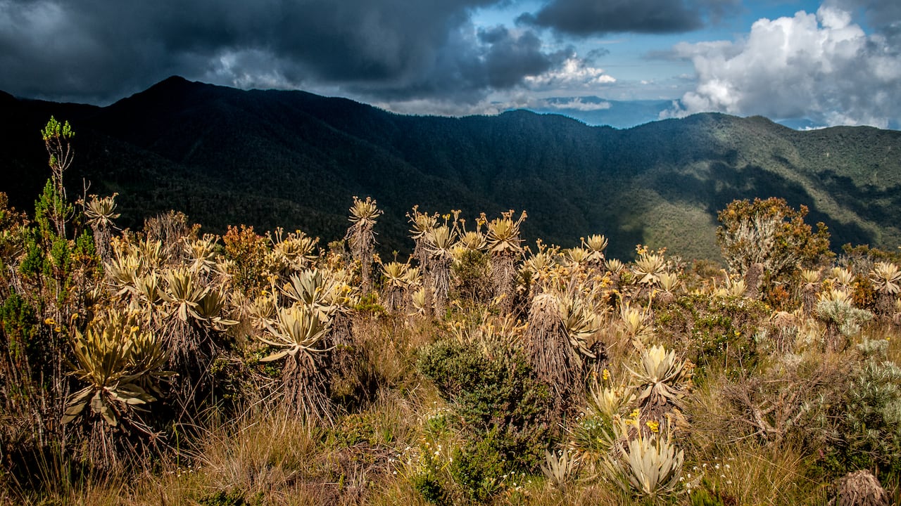 atardecer desde el camino del Catorce, sobre los bosques de niebla de la Vereda la Nevera, en el municipio de Urrao, Antioquia.