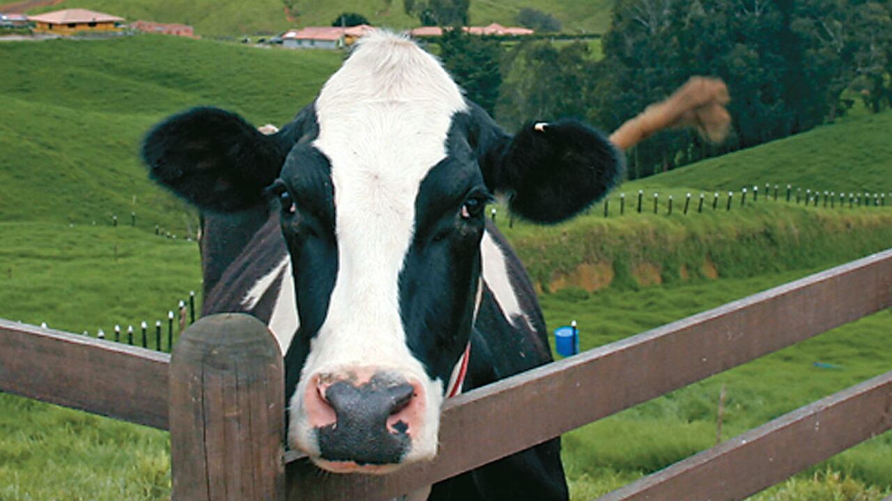 Durante su complejo proceso digestivo, las vacas expulsan entre 100 y 200 Litros de metano al día.