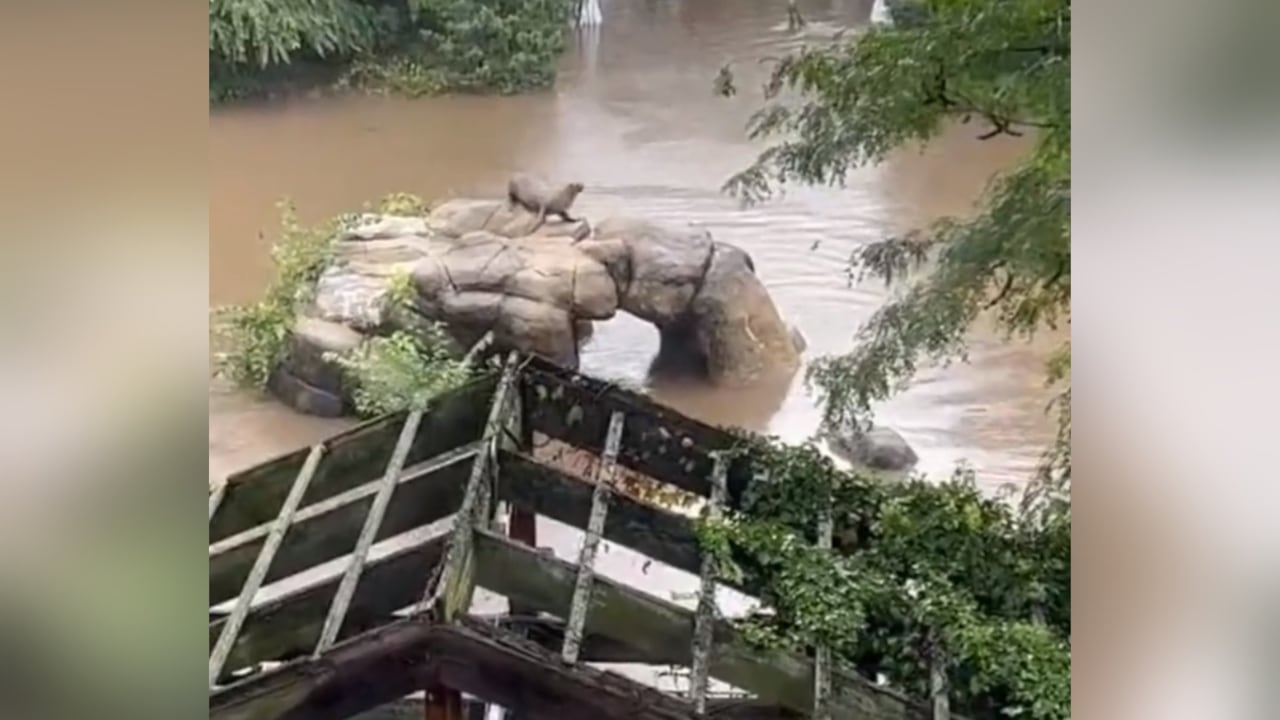 Durante las lluvias ningún miembro del personal estuvo en peligro y los cuatro zoológicos de la ciudad fueron cerrados para que pudieran centrarse en mantener seguros a los animales.