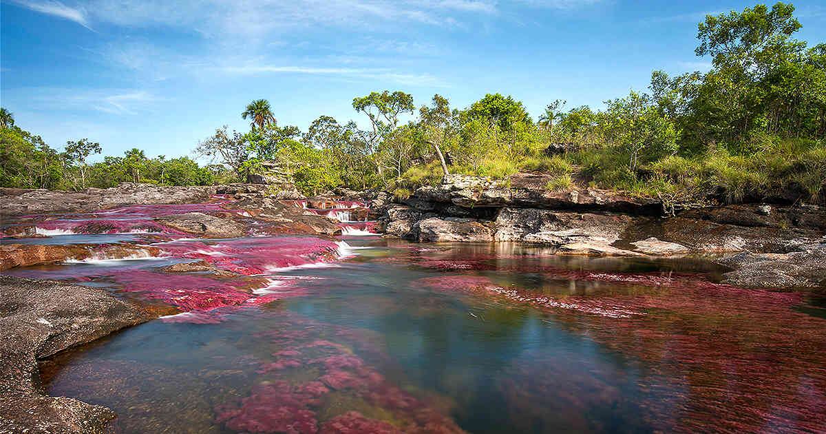 Caño Cristales está en la Sierra de la Macarena, una de las áreas protegidas más amenazada por la deforestación y la presencia de grupos y economías ilegales. Allí, sus guardaparques también han sido hostigados. Foto: Archivo Semana