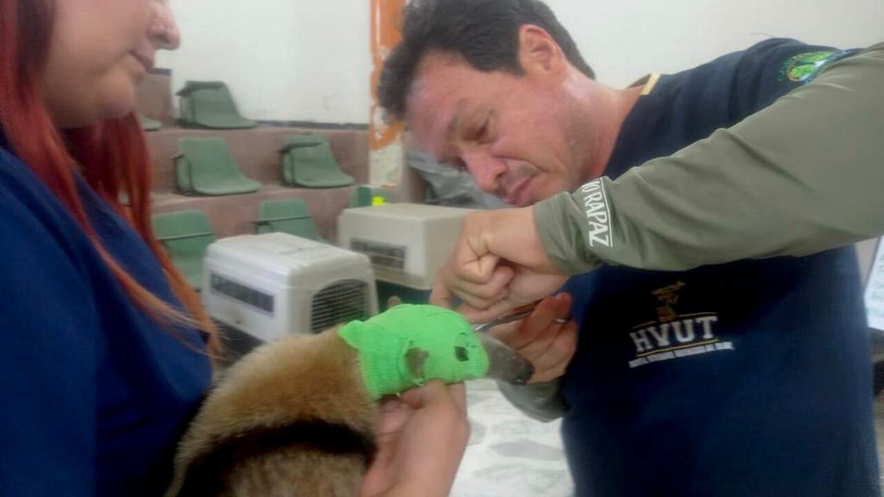El oso hormiguero mientras trataban de salvarle la vida.