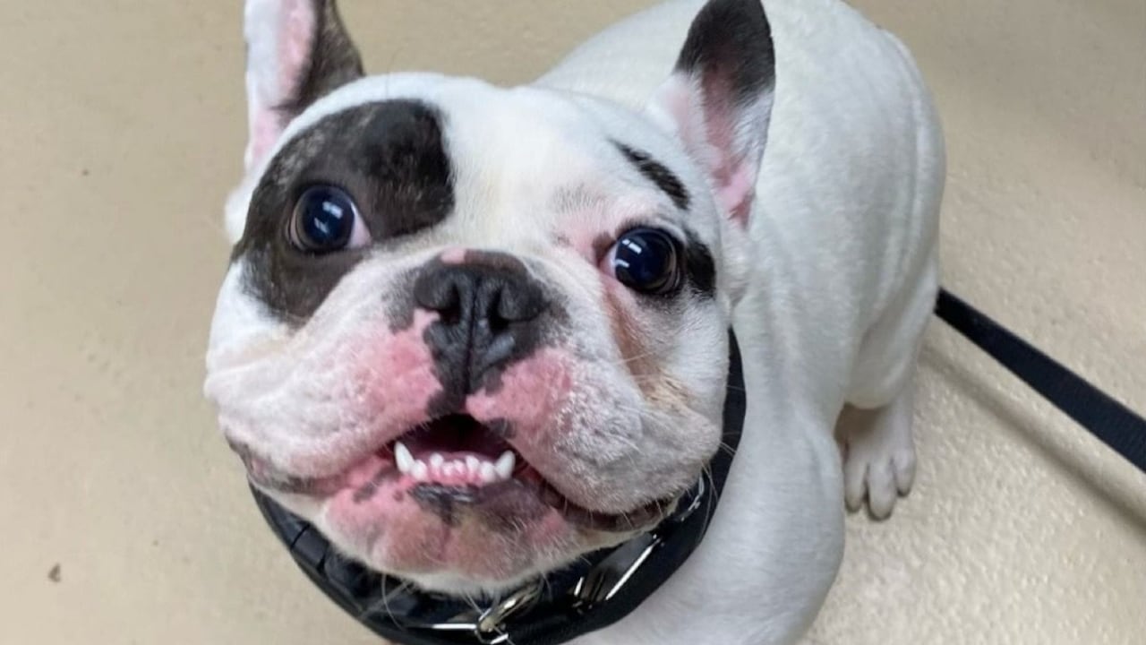 Ralphie es un canino de 26 libras a quien definen como un “un demonio que escupe fuego”.