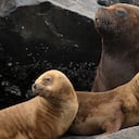 En Perú se reportar más de tres mil muertes de lobos marinos por la gripe aviar. (Getty Images)