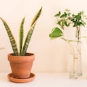 La lengua de suegra se relaciona con buena suerte.