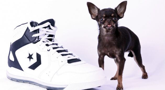 Los chihuahua suelen ser propensos a sufrir problemas del corazón, por esto sus dueños tienden a cuidar que no tengan sustos fuertes.