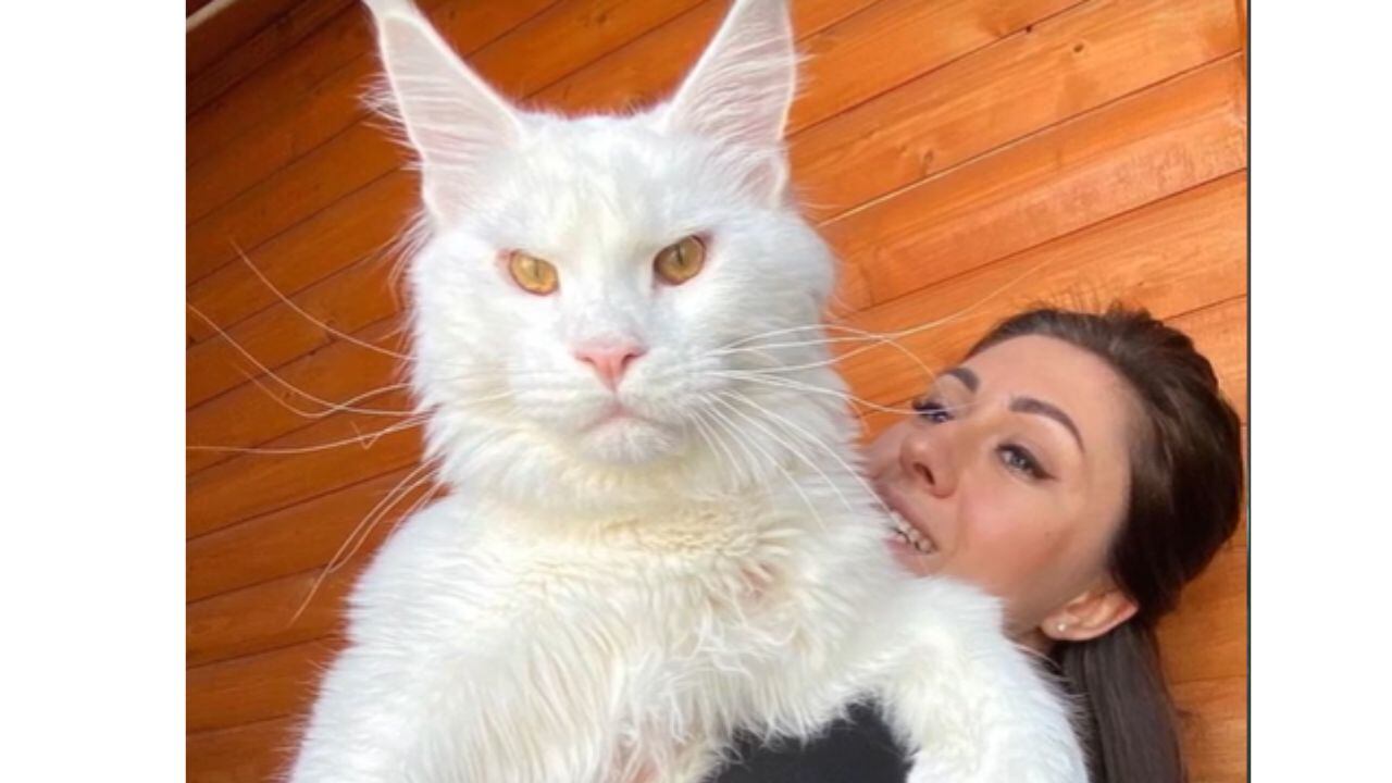 El gato más grande del mundo.