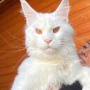 El gato más grande del mundo.