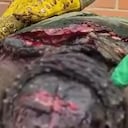 La tortuga fue herida con 20 machetazos.