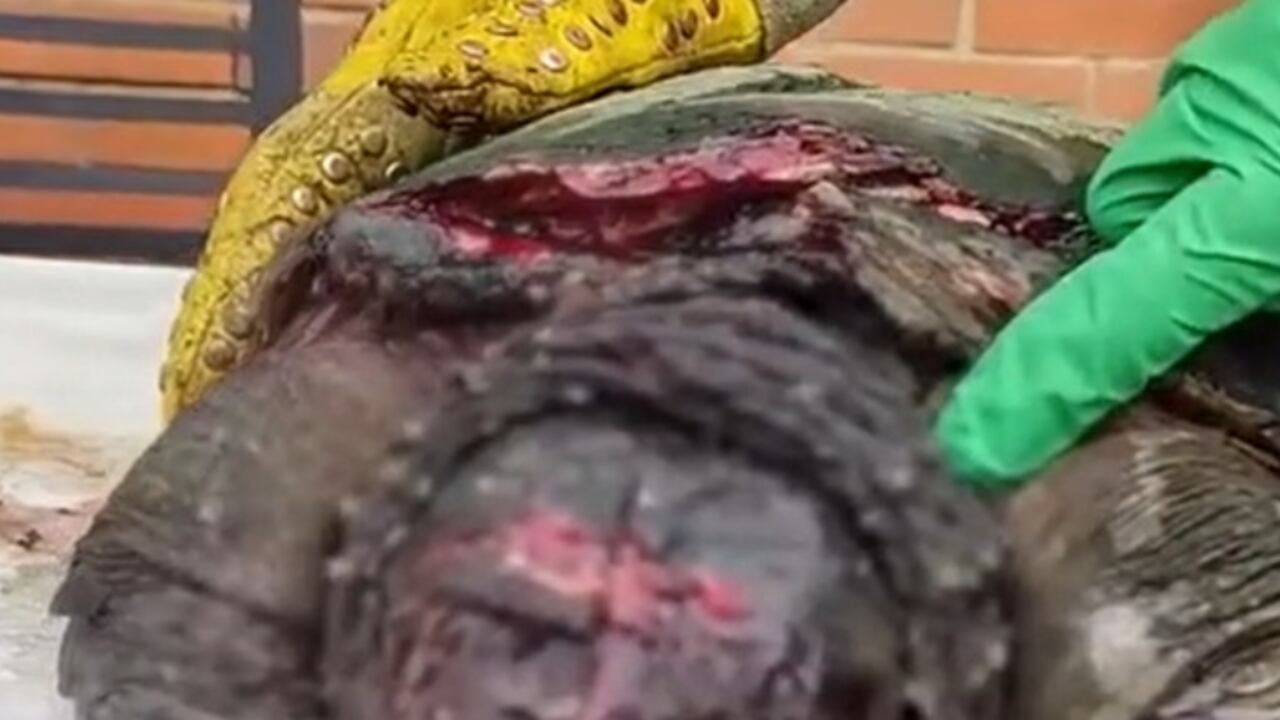 La tortuga fue herida con 20 machetazos.