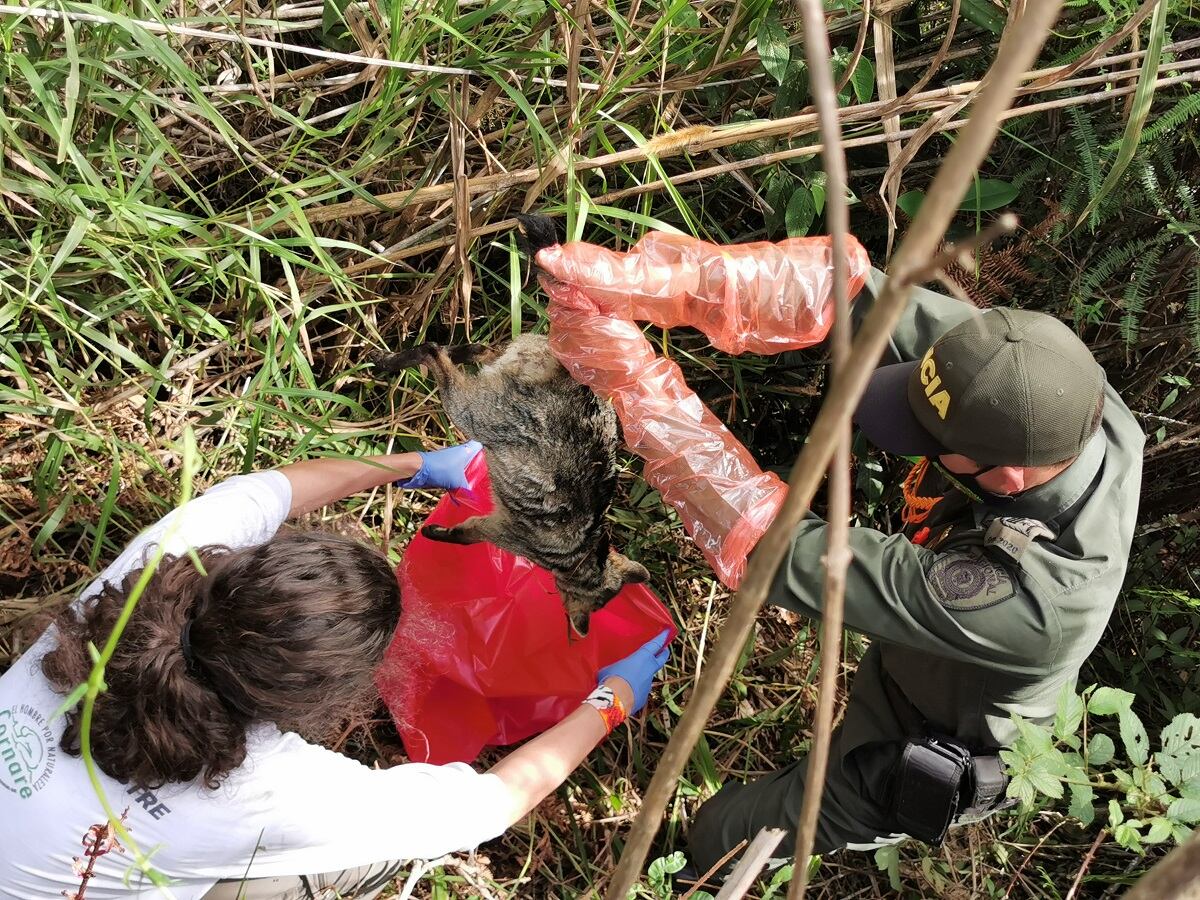 Zorros envenenados en Antioquia