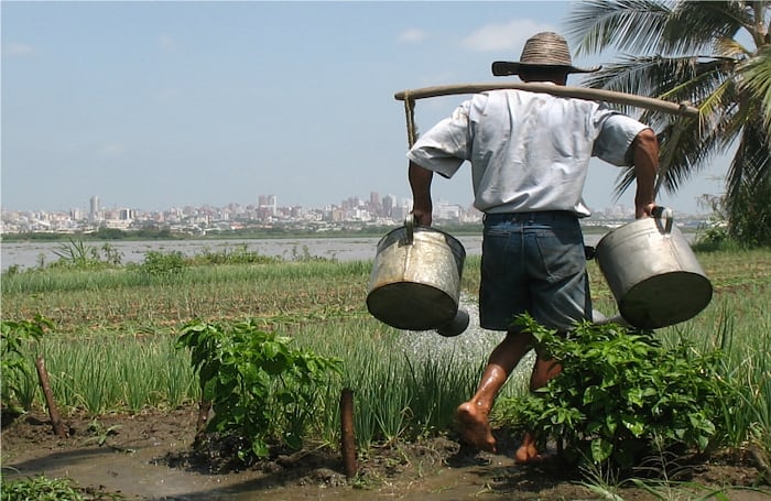 Parcelero regando un cultivo de cebollines y matas de ají en Salamanca a orillas del río Magadela y Barranquilla al fondo.