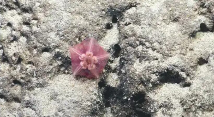 Los investigadores lograron observar formas de vida casi desconocidas en una de las zonas más profundas del océano.