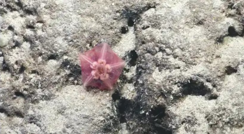 Los investigadores lograron observar formas de vida casi desconocidas en una de las zonas más profundas del océano.