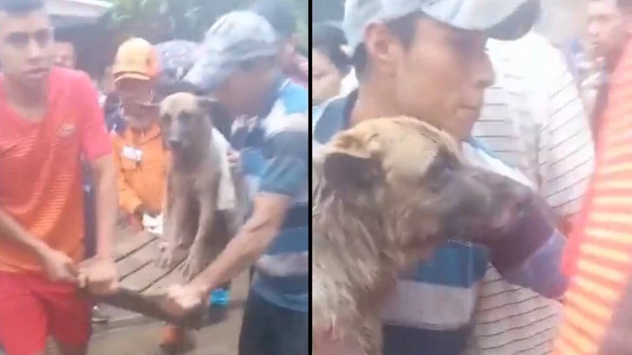 El perro fue rescatado por un grupo de hombres que salieron a ayudar a los afectados