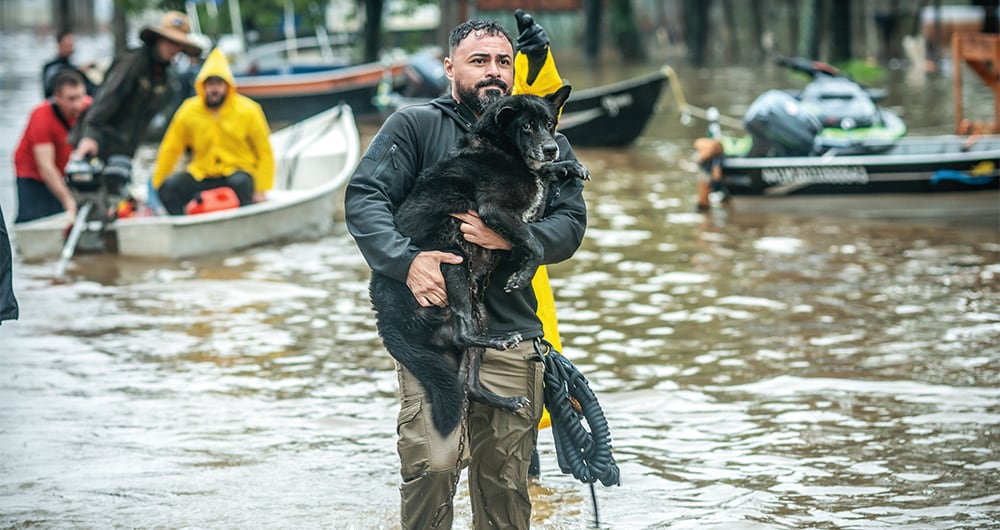 Los animales han sido grandes afectados de las inundaciones en Brasil. 