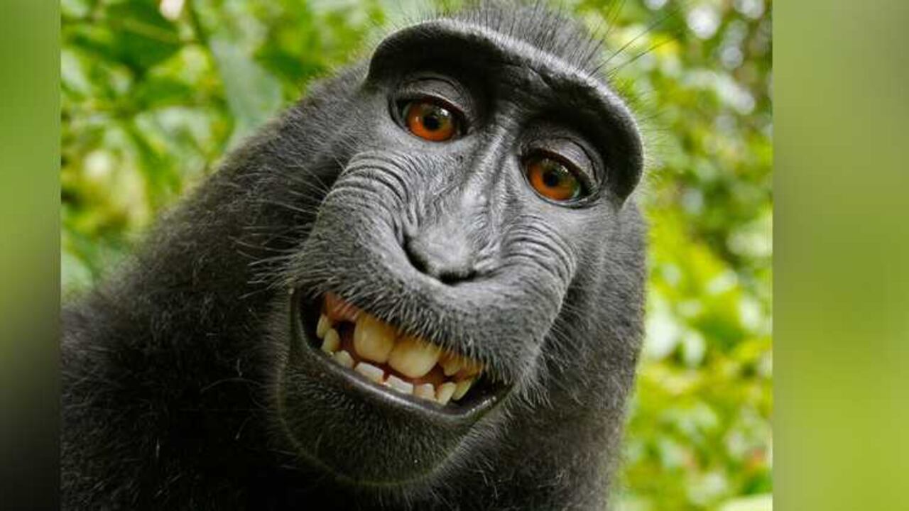 Las fotos del animal han sido muy difundidas en distintos medios.