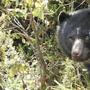El oso de anteojos permanecía en una zona especial de la reserva natural Bioparque Wakatá, de la Fundación Parque Jaime Duque. Imagen de referencia.