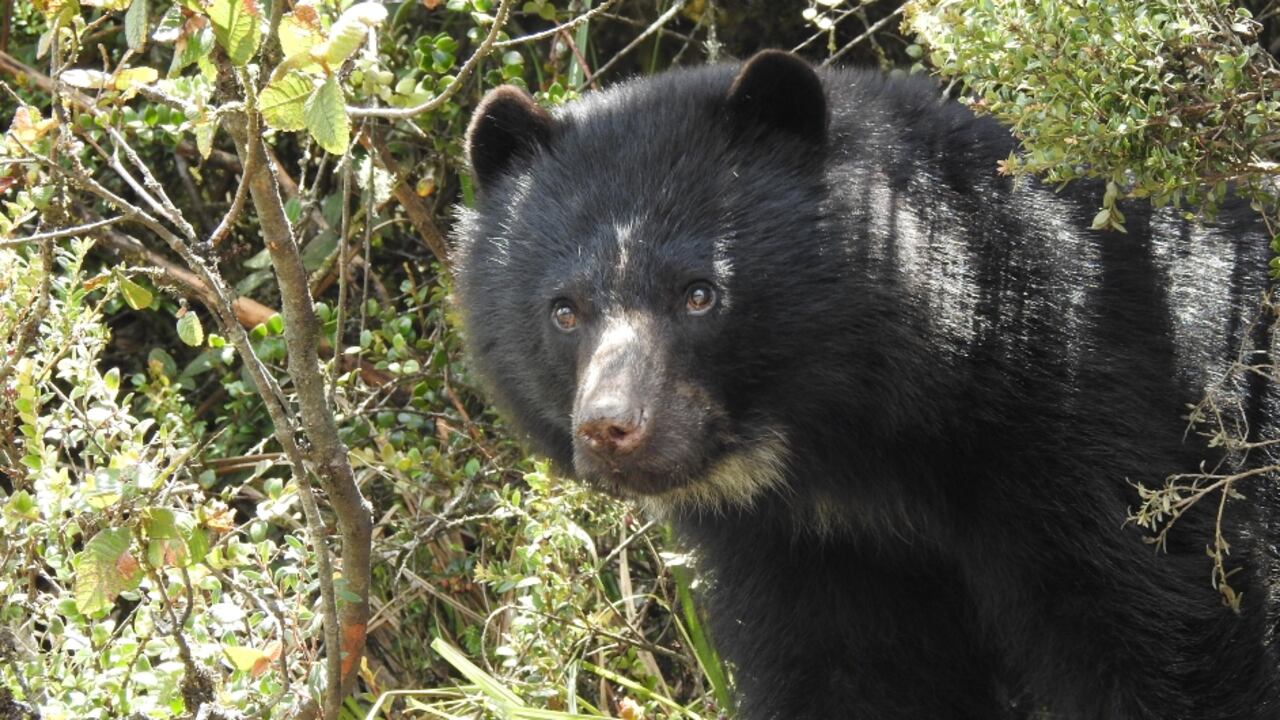 El oso de anteojos permanecía en una zona especial de la reserva natural Bioparque Wakatá, de la Fundación Parque Jaime Duque.