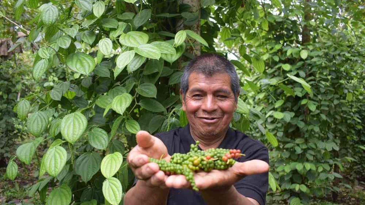 La Pimienta Calidad Putumayo se abre espacio como una de las de mejor aroma del mundo. Foto: Cortesía FAO
