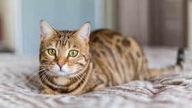 Mascotas e hipoalergenicidad: entre el mito biológico y la gestión del entorno