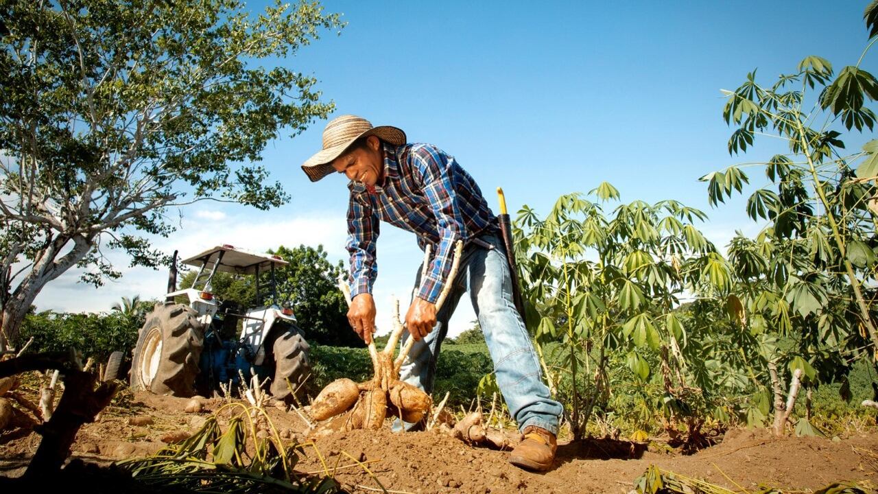 Cerca de 1.316 agricultores de la región Caribe y sus familias se han beneficiado a través del mecanismo de Agricultura por Contrato.