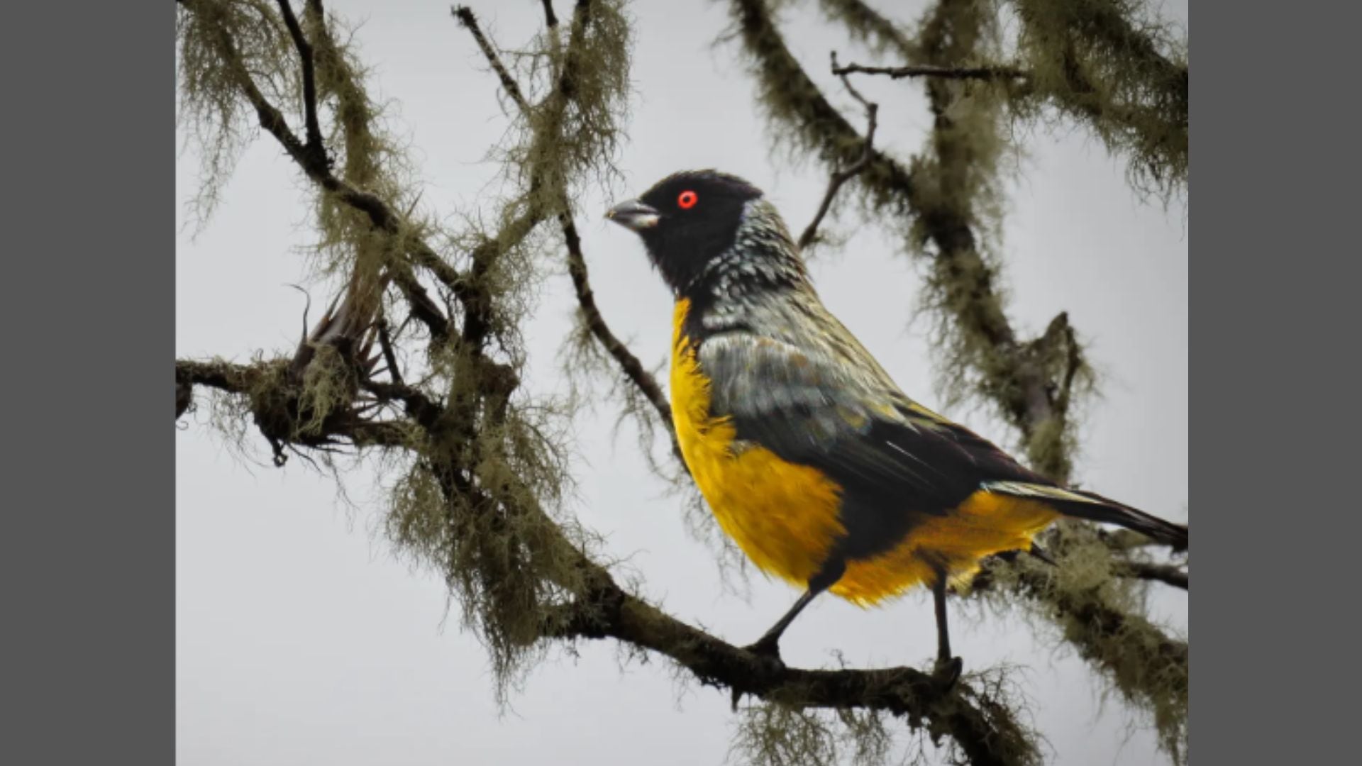 Observadores y expertos para registrar la riqueza de aves en ecosistemas del departamento.
