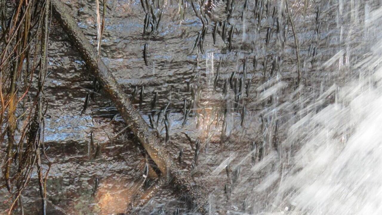 El hallazgo convirtió al Parakneria thysi en el primer pez trepador de cascadas documentado en África.