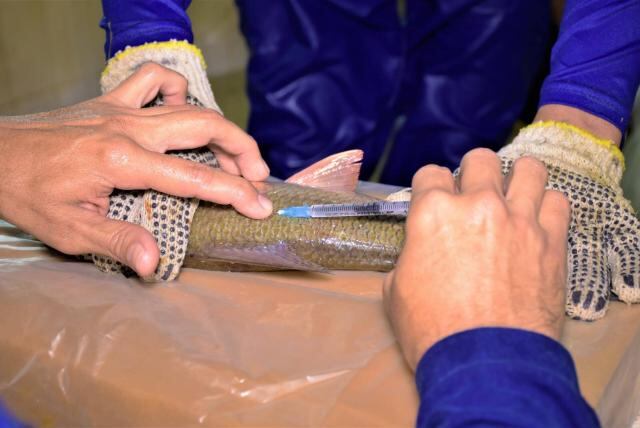 Los científicos realizaron muestreo de peces en diferentes cuerpos de agua natural.
