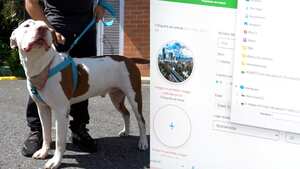 Censo de mascotas en Medellín.