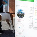 Censo de mascotas en Medellín.