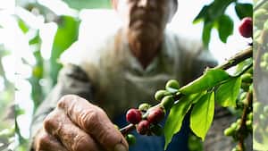 La nueva Cédula cafetera beneficia tanto a pequeños productores como a las 32 cooperativas de café que operan a nivel nacional.