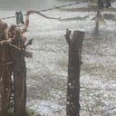 Cultivos afectados en el municipio de Gaurne.