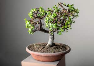 El árbol de jade se relaciona con la atracción de prosperidad.