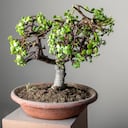 El árbol de jade se relaciona con la atracción de prosperidad.