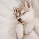 Lindo cachorro husky durmiendo en la cama